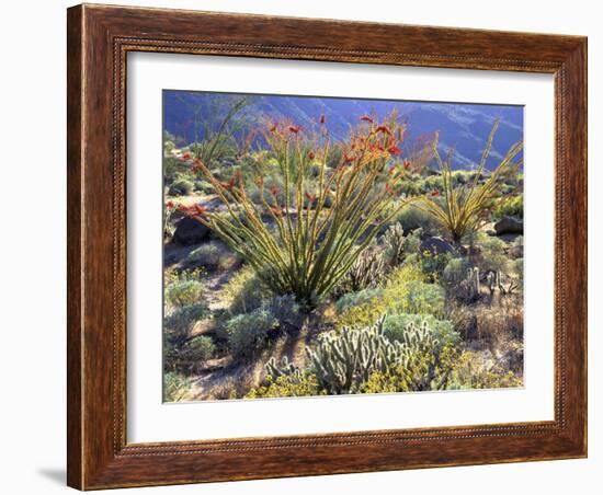 Blooming Ocotillo Cactus and Brittlebush Desert Wildflowers, Anza-Borrego Desert State Park-Christopher Talbot Frank-Framed Photographic Print