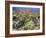 Blooming Ocotillo Cactus and Brittlebush Desert Wildflowers, Anza-Borrego Desert State Park-Christopher Talbot Frank-Framed Photographic Print