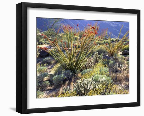 Blooming Ocotillo Cactus and Brittlebush Desert Wildflowers, Anza-Borrego Desert State Park-Christopher Talbot Frank-Framed Photographic Print