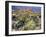 Blooming Ocotillo Cactus and Brittlebush Desert Wildflowers, Anza-Borrego Desert State Park-Christopher Talbot Frank-Framed Photographic Print