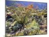 Blooming Ocotillo Cactus and Brittlebush Desert Wildflowers, Anza-Borrego Desert State Park-Christopher Talbot Frank-Mounted Photographic Print