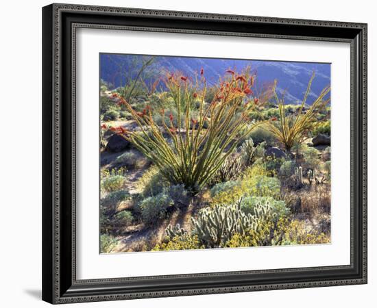 Blooming Ocotillo Cactus and Brittlebush Desert Wildflowers, Anza-Borrego Desert State Park-Christopher Talbot Frank-Framed Photographic Print