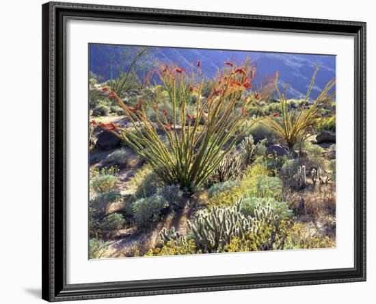 Blooming Ocotillo Cactus and Brittlebush Desert Wildflowers, Anza-Borrego Desert State Park-Christopher Talbot Frank-Framed Photographic Print