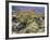 Blooming Ocotillo Cactus and Brittlebush Desert Wildflowers, Anza-Borrego Desert State Park-Christopher Talbot Frank-Framed Photographic Print