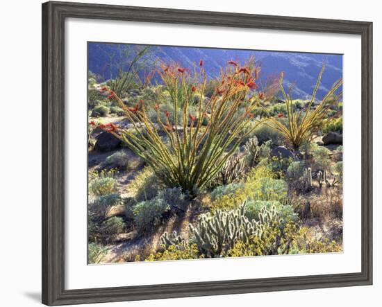Blooming Ocotillo Cactus and Brittlebush Desert Wildflowers, Anza-Borrego Desert State Park-Christopher Talbot Frank-Framed Photographic Print