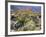 Blooming Ocotillo Cactus and Brittlebush Desert Wildflowers, Anza-Borrego Desert State Park-Christopher Talbot Frank-Framed Photographic Print