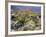 Blooming Ocotillo Cactus and Brittlebush Desert Wildflowers, Anza-Borrego Desert State Park-Christopher Talbot Frank-Framed Photographic Print