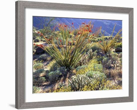 Blooming Ocotillo Cactus and Brittlebush Desert Wildflowers, Anza-Borrego Desert State Park-Christopher Talbot Frank-Framed Photographic Print