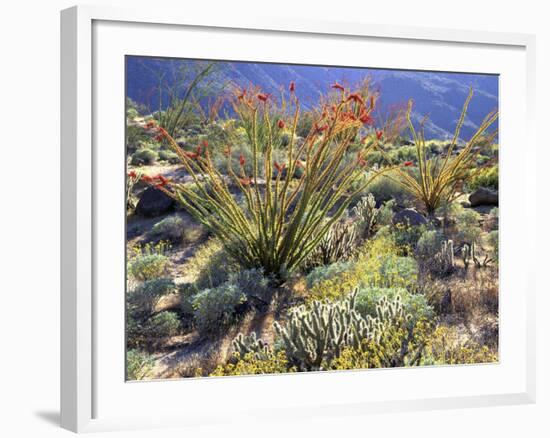 Blooming Ocotillo Cactus and Brittlebush Desert Wildflowers, Anza-Borrego Desert State Park-Christopher Talbot Frank-Framed Photographic Print