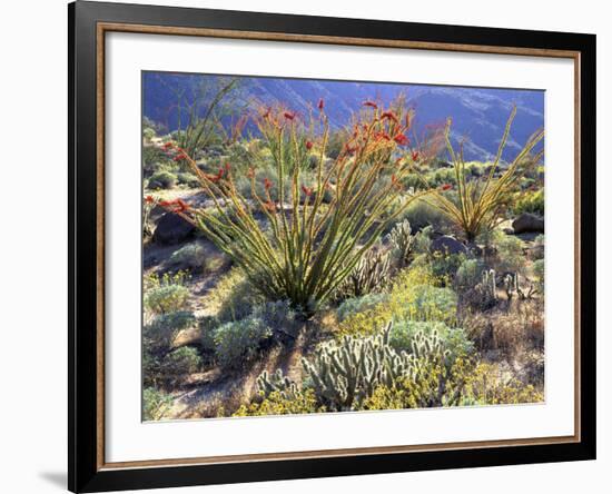 Blooming Ocotillo Cactus and Brittlebush Desert Wildflowers, Anza-Borrego Desert State Park-Christopher Talbot Frank-Framed Photographic Print