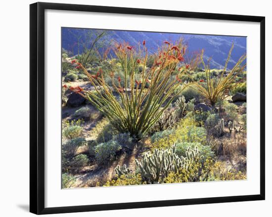 Blooming Ocotillo Cactus and Brittlebush Desert Wildflowers, Anza-Borrego Desert State Park-Christopher Talbot Frank-Framed Photographic Print