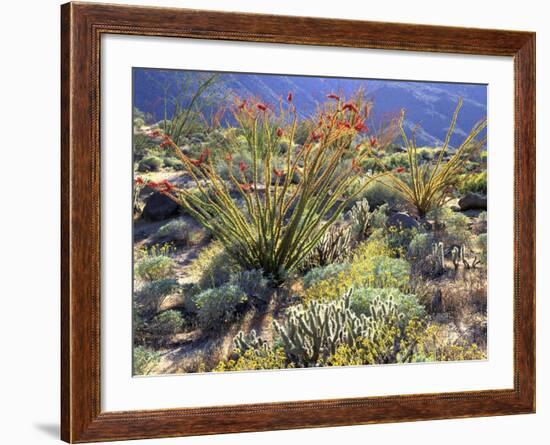 Blooming Ocotillo Cactus and Brittlebush Desert Wildflowers, Anza-Borrego Desert State Park-Christopher Talbot Frank-Framed Photographic Print