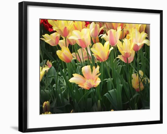 Blooming Peach and Yellow Colored Tulips-Anna Miller-Framed Photographic Print