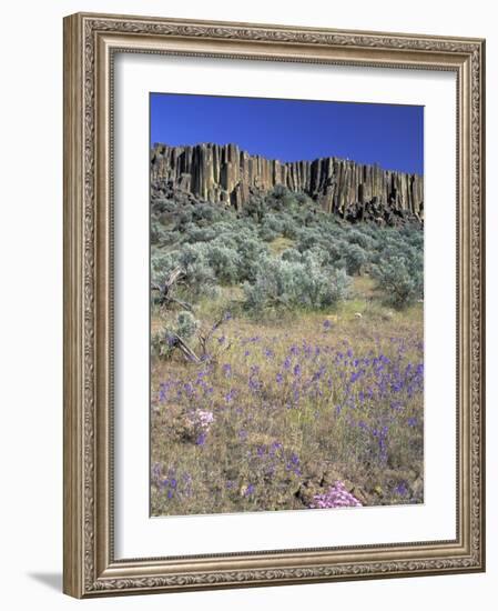 Blooming Phlox, Larkspur and Columnar Basalt, Columbia Natonal Wildlife Refuge, Washington, USA-null-Framed Photographic Print