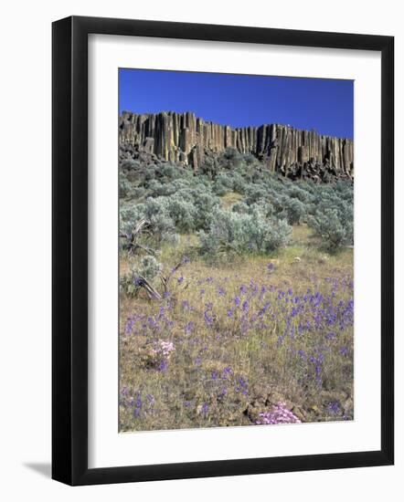 Blooming Phlox, Larkspur and Columnar Basalt, Columbia Natonal Wildlife Refuge, Washington, USA-null-Framed Photographic Print