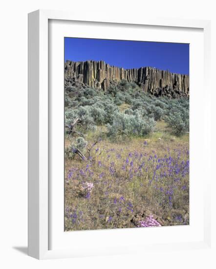 Blooming Phlox, Larkspur and Columnar Basalt, Columbia Natonal Wildlife Refuge, Washington, USA-null-Framed Photographic Print