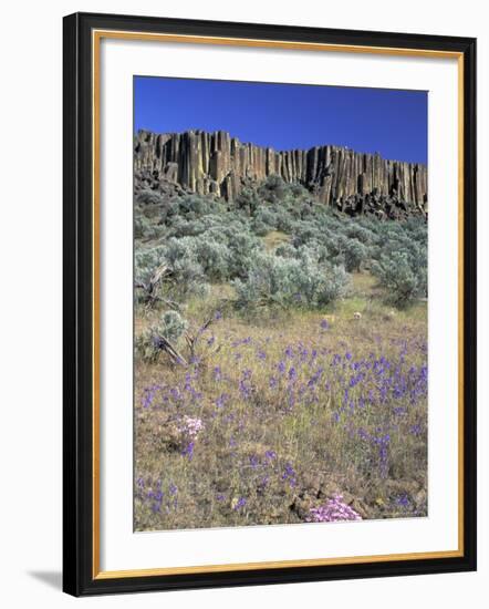 Blooming Phlox, Larkspur and Columnar Basalt, Columbia Natonal Wildlife Refuge, Washington, USA-null-Framed Photographic Print