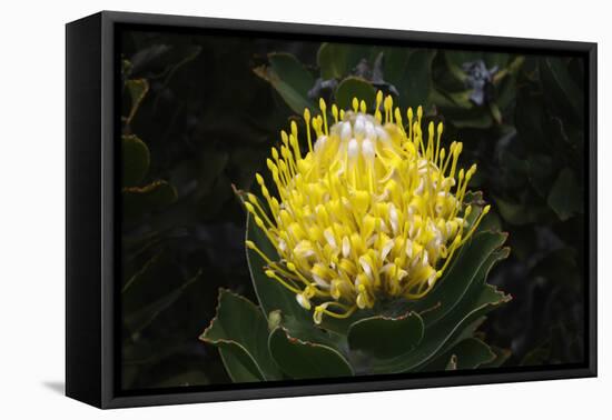 Blooming Pincushion Protea (Leucospermum species), Table Mountain National Park-G&M Therin-Weise-Framed Premier Image Canvas