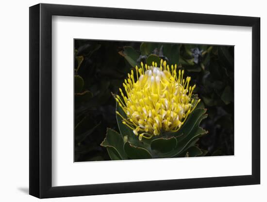 Blooming Pincushion Protea (Leucospermum species), Table Mountain National Park-G&M Therin-Weise-Framed Photographic Print