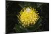 Blooming Pincushion Protea (Leucospermum species), Table Mountain National Park-G&M Therin-Weise-Mounted Photographic Print