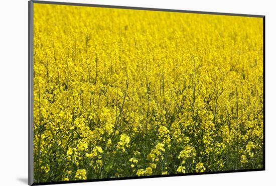 Blooming Rape Field in France-By-Mounted Photographic Print
