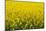 Blooming Rape Field in France-By-Mounted Photographic Print