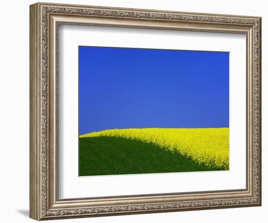 Blooming Rape Plant Field-Walter Geiersperger-Framed Photographic Print