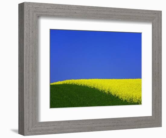 Blooming Rape Plant Field-Walter Geiersperger-Framed Photographic Print