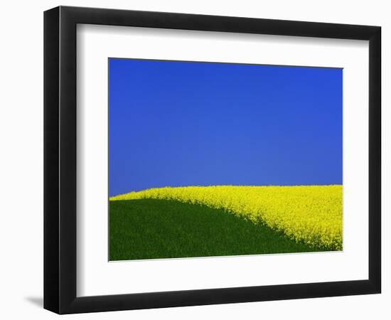 Blooming Rape Plant Field-Walter Geiersperger-Framed Photographic Print