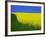 Blooming Rape Plant Field-Walter Geiersperger-Framed Photographic Print