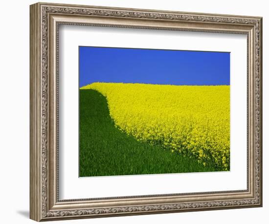 Blooming Rape Plant Field-Walter Geiersperger-Framed Photographic Print