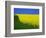 Blooming Rape Plant Field-Walter Geiersperger-Framed Photographic Print