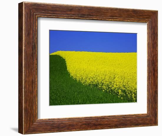 Blooming Rape Plant Field-Walter Geiersperger-Framed Photographic Print