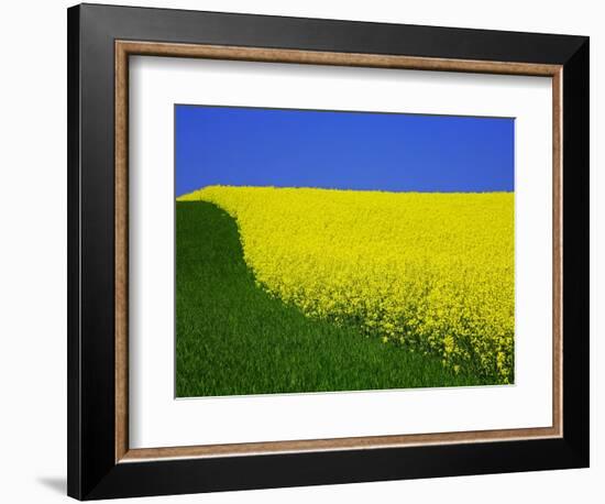 Blooming Rape Plant Field-Walter Geiersperger-Framed Photographic Print