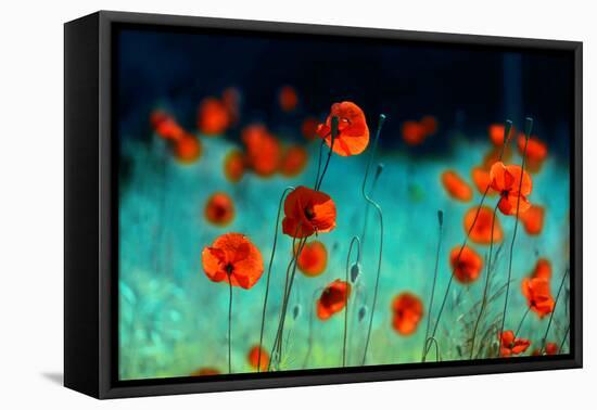 Blooming Red Poppies in a Field in Spring in Nature on a Turquoise Background with Soft Focus, Macr-null-Framed Premier Image Canvas