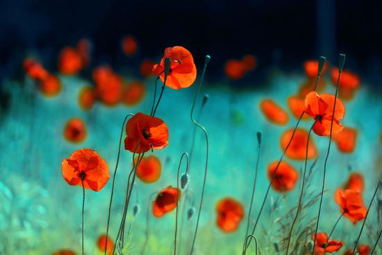 Photographic Print, , large