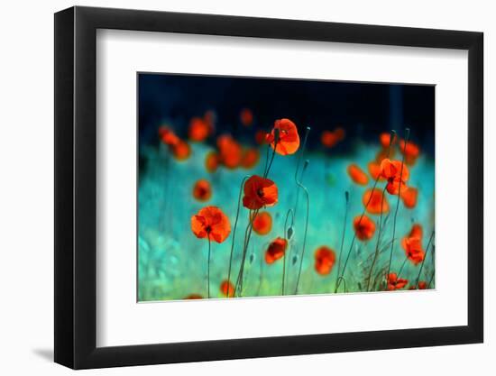 Blooming Red Poppies in a Field in Spring in Nature on a Turquoise Background with Soft Focus, Macr-null-Framed Photographic Print