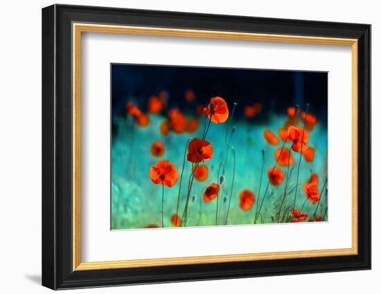 Blooming Red Poppies in a Field in Spring in Nature on a Turquoise Background with Soft Focus, Macr-null-Framed Photographic Print