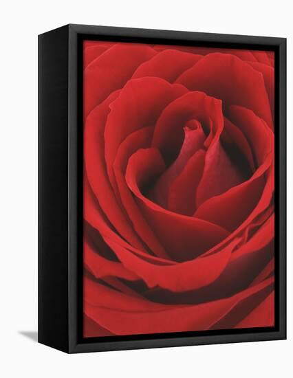 Blooming Red Rose-null-Framed Premier Image Canvas