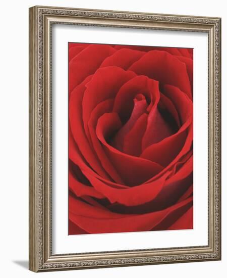 Blooming Red Rose-null-Framed Photographic Print