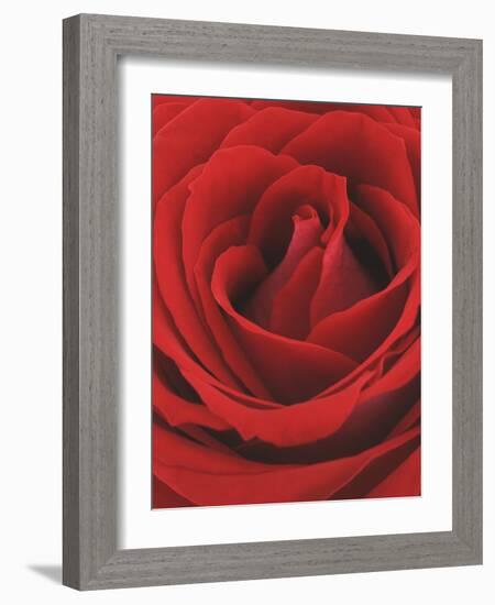 Blooming Red Rose-null-Framed Photographic Print