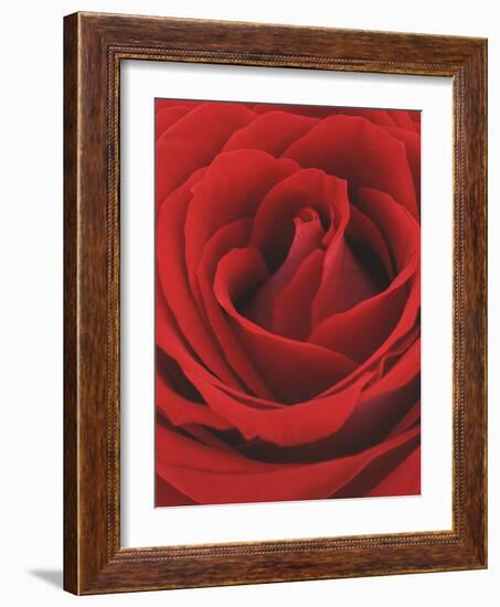 Blooming Red Rose-null-Framed Photographic Print