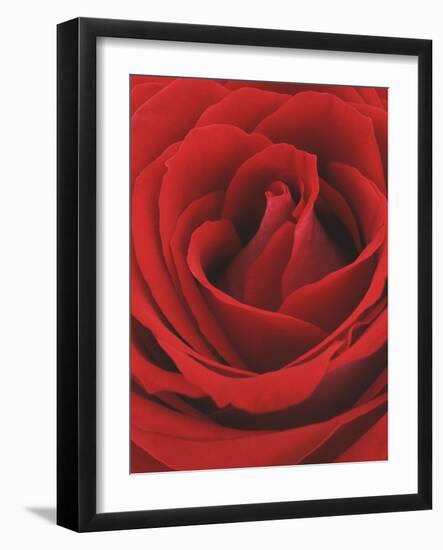 Blooming Red Rose-null-Framed Photographic Print