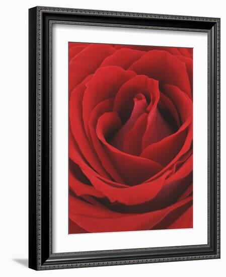 Blooming Red Rose-null-Framed Photographic Print