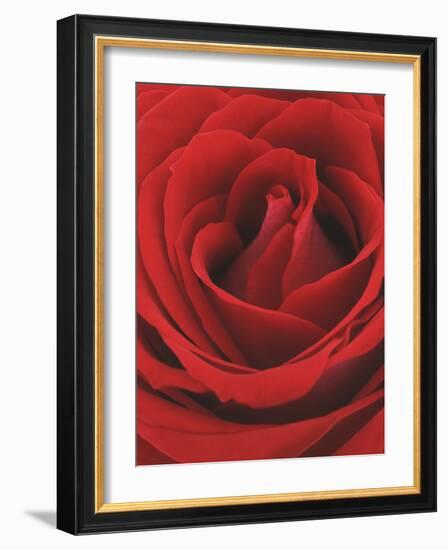 Blooming Red Rose-null-Framed Photographic Print