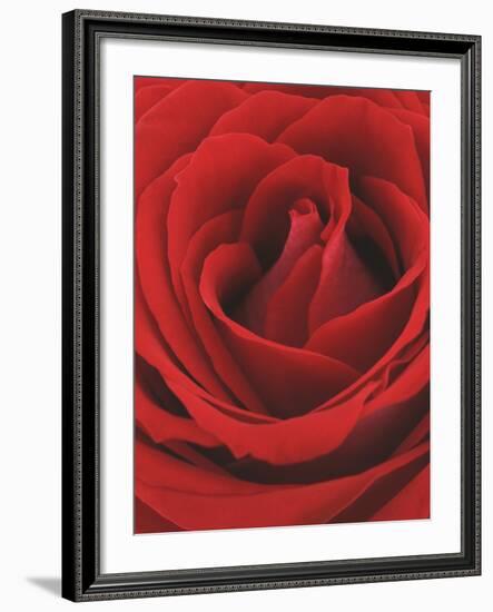 Blooming Red Rose-null-Framed Photographic Print