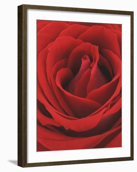 Blooming Red Rose-null-Framed Photographic Print
