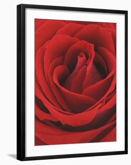 Blooming Red Rose-null-Framed Photographic Print