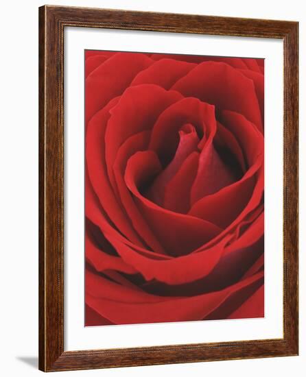 Blooming Red Rose-null-Framed Photographic Print