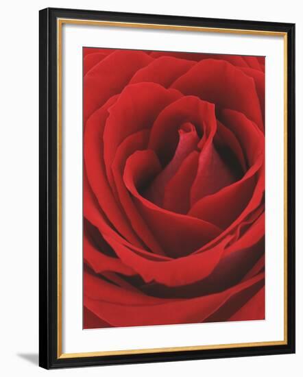 Blooming Red Rose-null-Framed Photographic Print